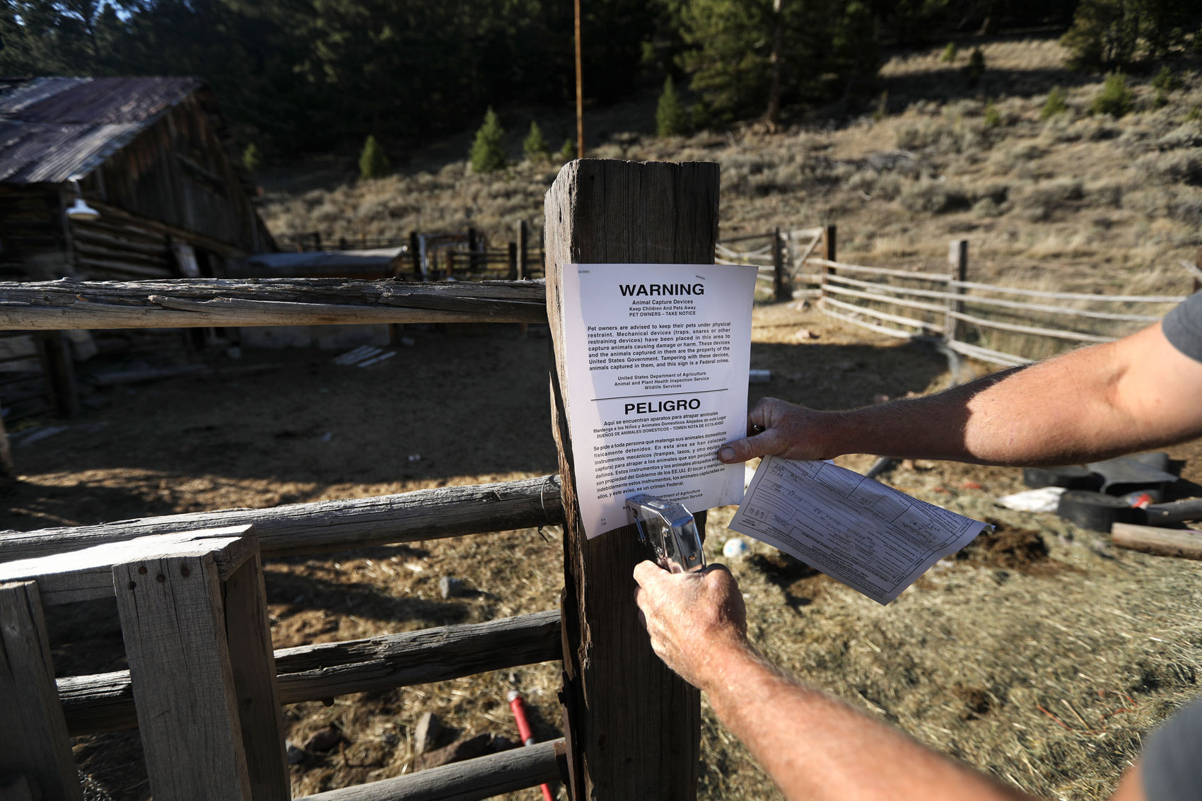 Goats killed in Browns Gulch